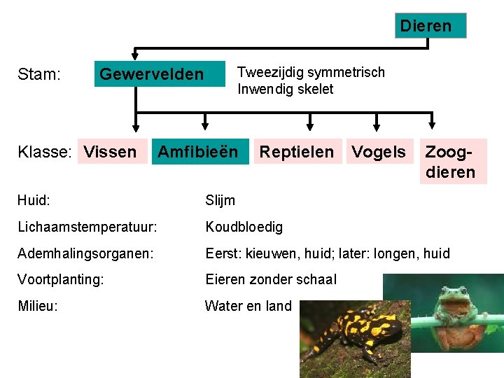 Dieren Stam: Tweezijdig symmetrisch Inwendig skelet Gewervelden Klasse: Vissen Amfibieën Reptielen Vogels Zoogdieren Huid: