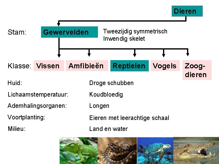 Dieren Stam: Gewervelden Klasse: Vissen Tweezijdig symmetrisch Inwendig skelet Amfibieën Reptielen Vogels Huid: Droge