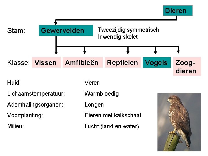 Dieren Stam: Gewervelden Klasse: Vissen Tweezijdig symmetrisch Inwendig skelet Amfibieën Reptielen Huid: Veren Lichaamstemperatuur: