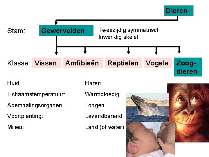 Dieren Stam: Gewervelden Klasse: Vissen Tweezijdig symmetrisch Inwendig skelet Amfibieën Reptielen Huid: Haren Lichaamstemperatuur: