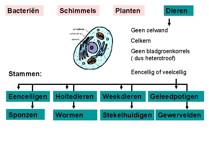 Bacteriën Schimmels Planten Dieren Geen celwand Celkern Geen bladgroenkorrels ( dus heterotroof) Eencellig of Bacteriën Schimmels Planten Dieren Geen celwand Celkern Geen bladgroenkorrels ( dus heterotroof) Eencellig of