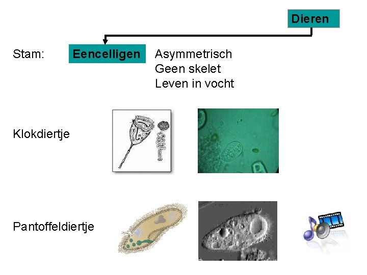 Dieren Stam: Eencelligen Klokdiertje Pantoffeldiertje Asymmetrisch Geen skelet Leven in vocht 