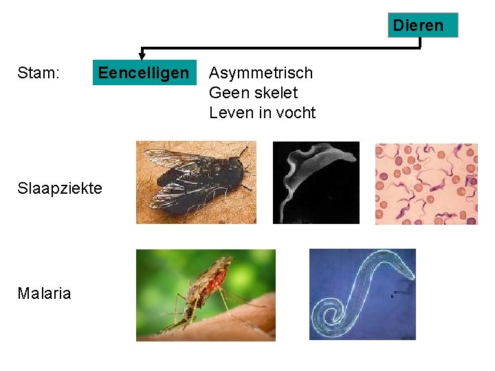 Dieren Stam: Eencelligen Slaapziekte Malaria Asymmetrisch Geen skelet Leven in vocht 