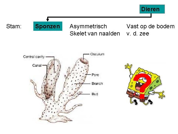 Dieren Stam: Sponzen Asymmetrisch Skelet van naalden Vast op de bodem v. d. zee