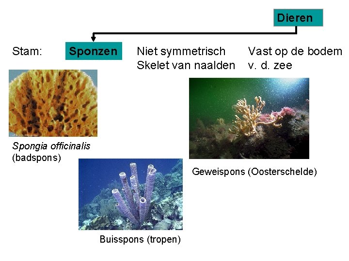 Dieren Stam: Sponzen Niet symmetrisch Skelet van naalden Vast op de bodem v. d.