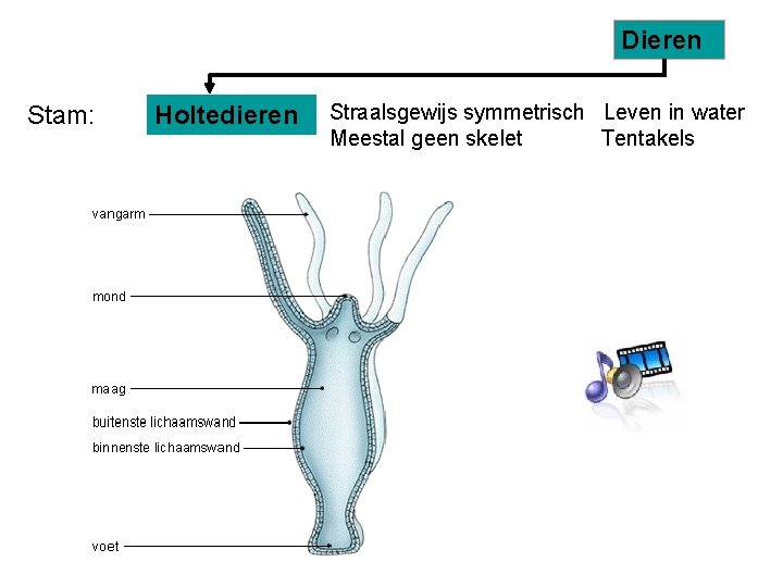 Dieren Stam: Holtedieren Straalsgewijs symmetrisch Leven in water Meestal geen skelet Tentakels 