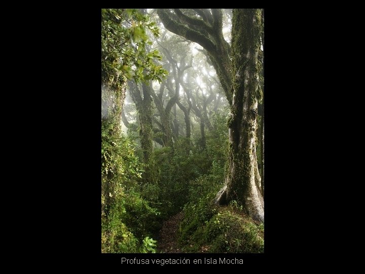 …y al alejarse de la costa y adentrarse en el Océano Pacífico… Profusa vegetación