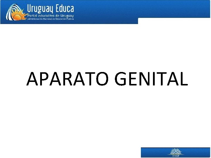 APARATO GENITAL 