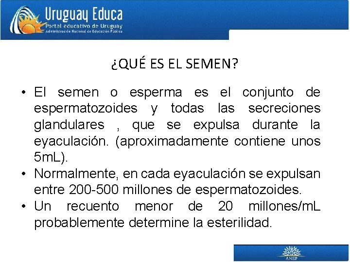 ¿QUÉ ES EL SEMEN? • El semen o esperma es el conjunto de espermatozoides