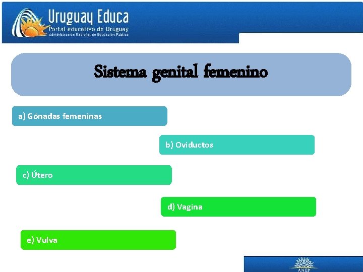 Sistema genital femenino a) Gónadas femeninas b) Oviductos c) Útero d) Vagina e) Vulva