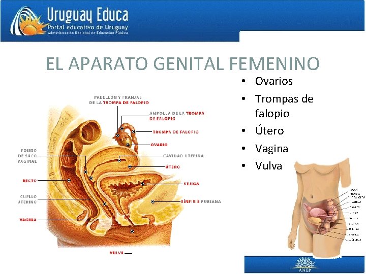 EL APARATO GENITAL FEMENINO • Ovarios • Trompas de falopio • Útero • Vagina