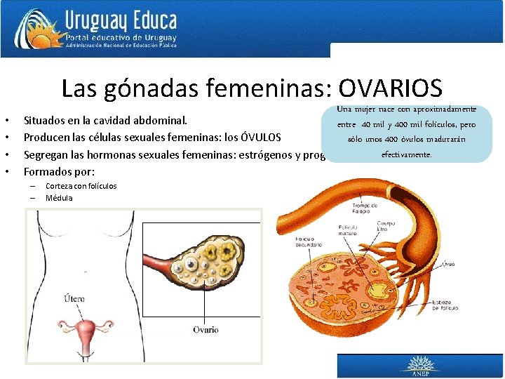 Las gónadas femeninas: OVARIOS • • Una mujer nace con aproximadamente Situados en la