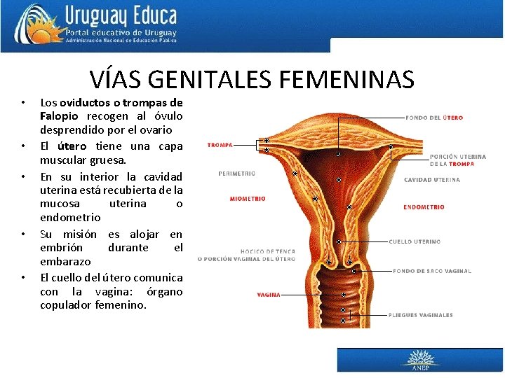  • • • VÍAS GENITALES FEMENINAS Los oviductos o trompas de Falopio recogen