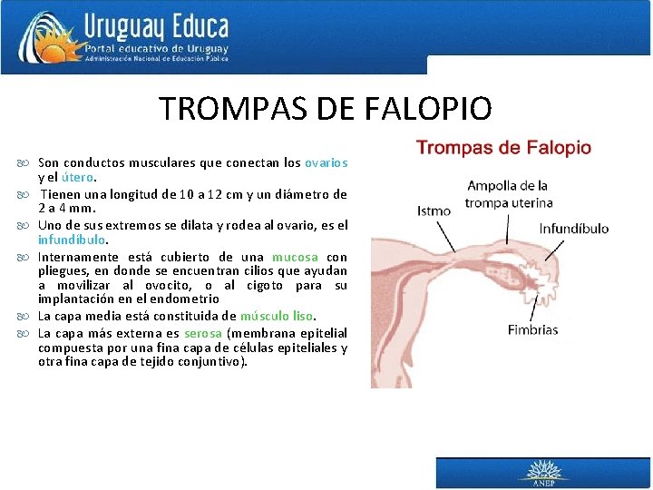 TROMPAS DE FALOPIO Son conductos musculares que conectan los ovarios y el útero. Tienen