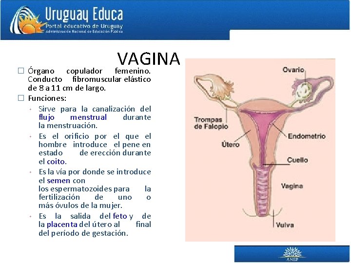 � Órgano VAGINA femenino. copulador Conducto fibromuscular elástico de 8 a 11 cm de