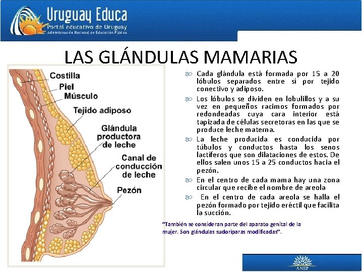 LAS GLÁNDULAS MAMARIAS Cada glándula está formada por 15 a 20 lóbulos separados entre