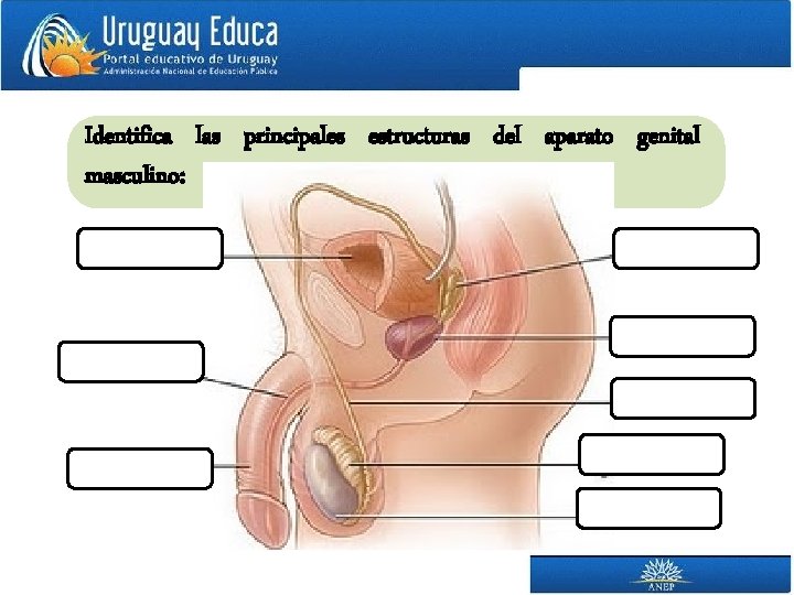 Identifica las principales estructuras del aparato genital masculino: 