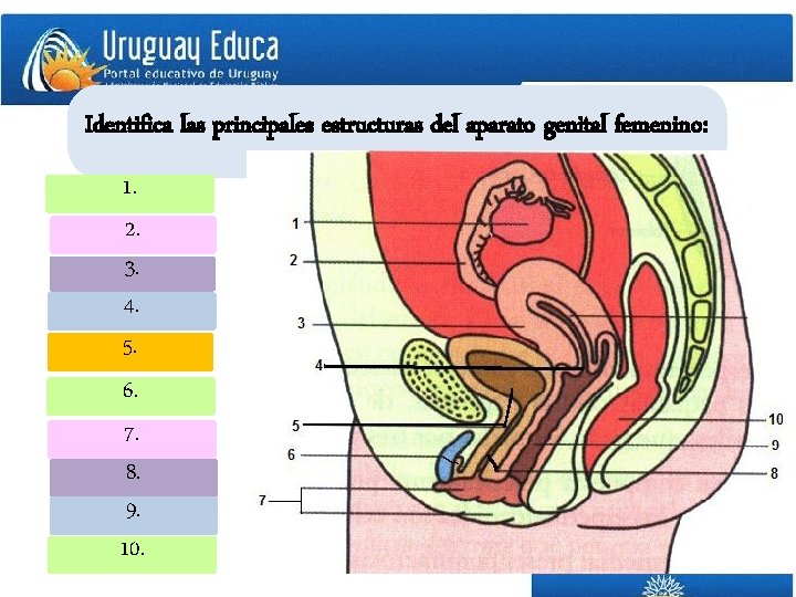 Identifica las principales estructuras del aparato genital femenino: 1. 2. 3. 4. 5. 6.