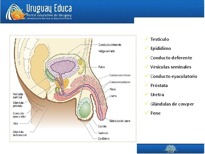 ü Testículo ü Epidídimo ü Conducto deferente ü Vesículas seminales ü Conducto eyaculatorio ü