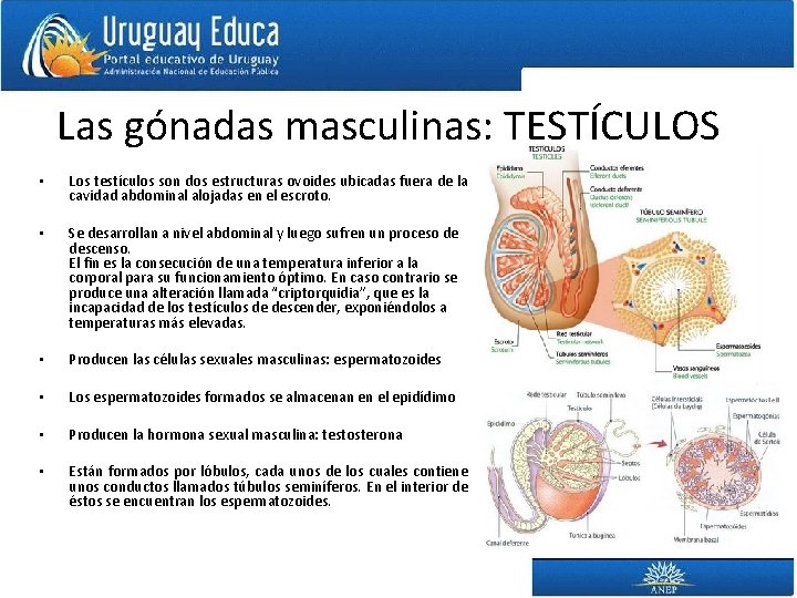 Las gónadas masculinas: TESTÍCULOS • Los testículos son dos estructuras ovoides ubicadas fuera de