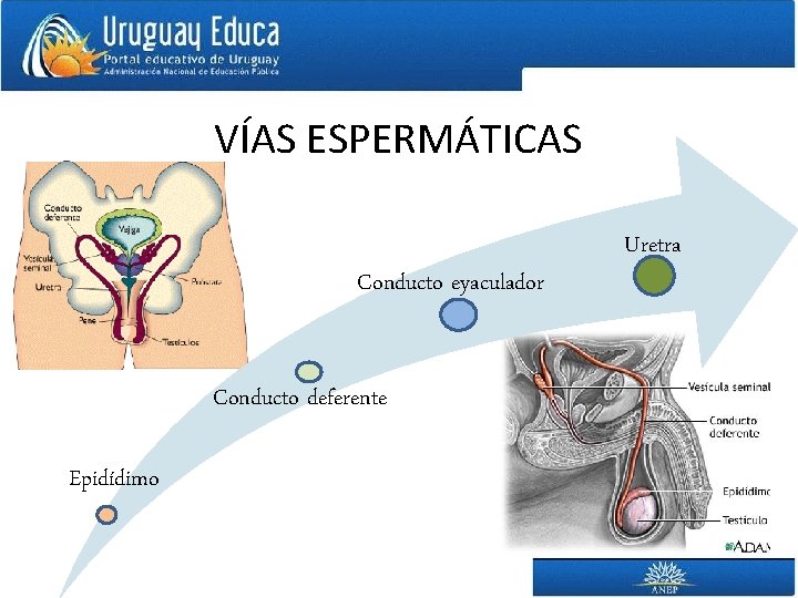 VÍAS ESPERMÁTICAS Conducto eyaculador Conducto deferente Epidídimo Uretra 