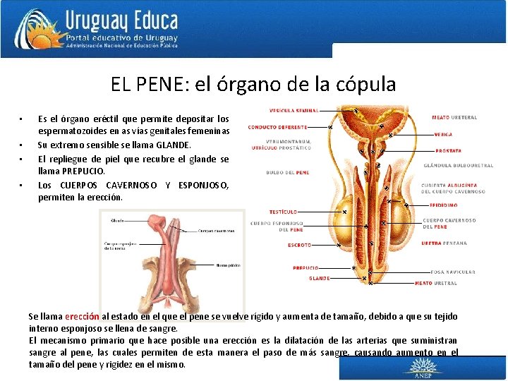 EL PENE: el órgano de la cópula • • Es el órgano eréctil que