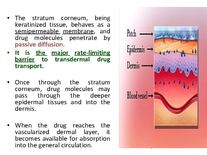  • The stratum corneum, being keratinized tissue, behaves as a semipermeable membrane, and