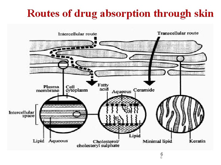 Routes of drug absorption through skin 6 6 