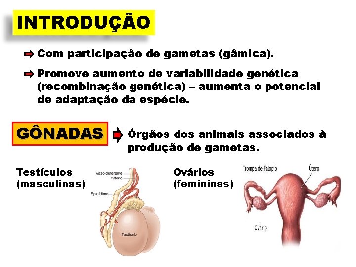 INTRODUÇÃO Com participação de gametas (gâmica). Promove aumento de variabilidade genética (recombinação genética) –