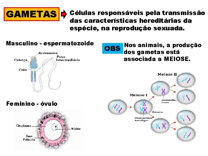 GAMETAS Células responsáveis pela transmissão das características hereditárias da espécie, na reprodução sexuada. Masculino