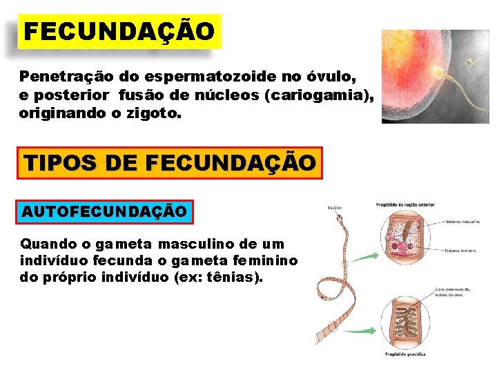 FECUNDAÇÃO Penetração do espermatozoide no óvulo, e posterior fusão de núcleos (cariogamia), originando o