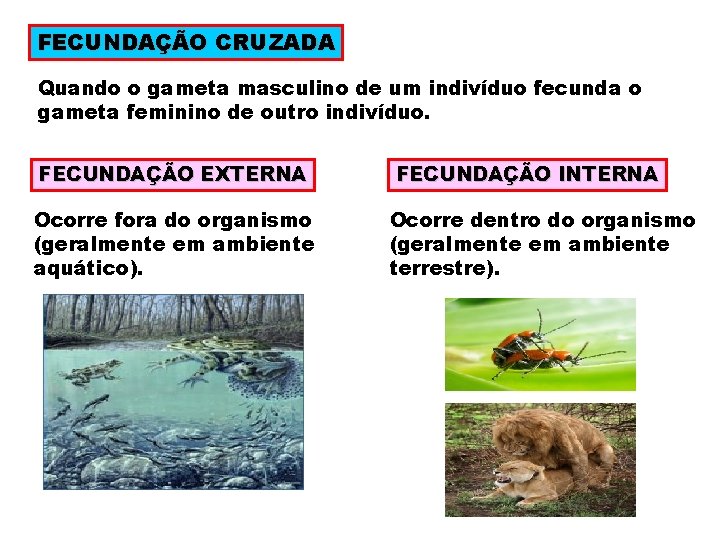 FECUNDAÇÃO CRUZADA Quando o gameta masculino de um indivíduo fecunda o gameta feminino de