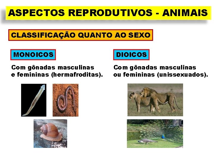 ASPECTOS REPRODUTIVOS - ANIMAIS CLASSIFICAÇÃO QUANTO AO SEXO MONOICOS Com gônadas masculinas e femininas