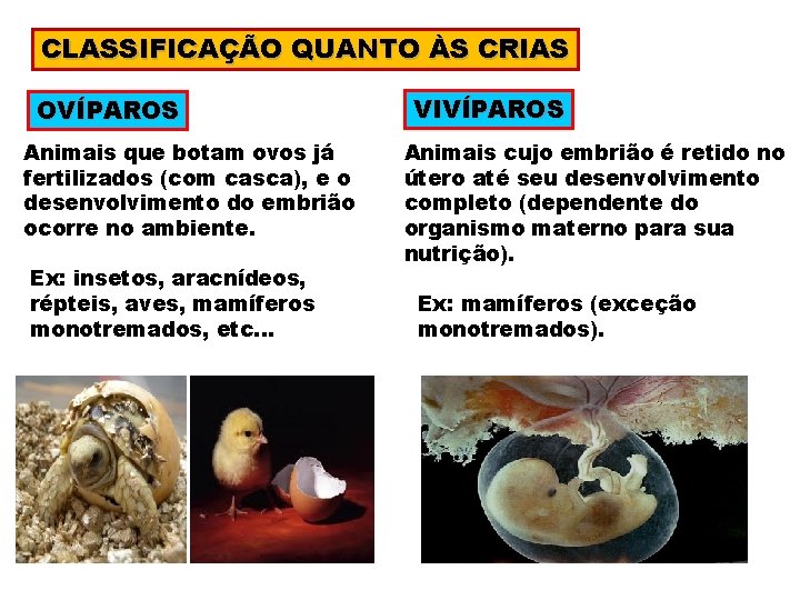 CLASSIFICAÇÃO QUANTO ÀS CRIAS OVÍPAROS Animais que botam ovos já fertilizados (com casca), e