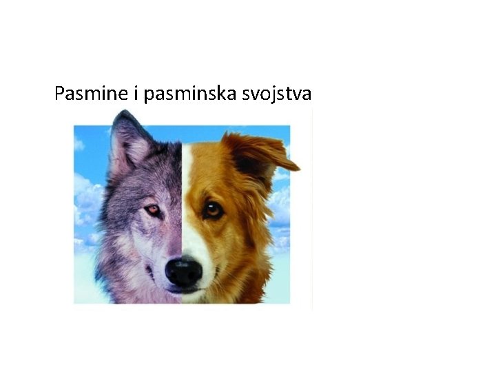 Pasmine i pasminska svojstva 