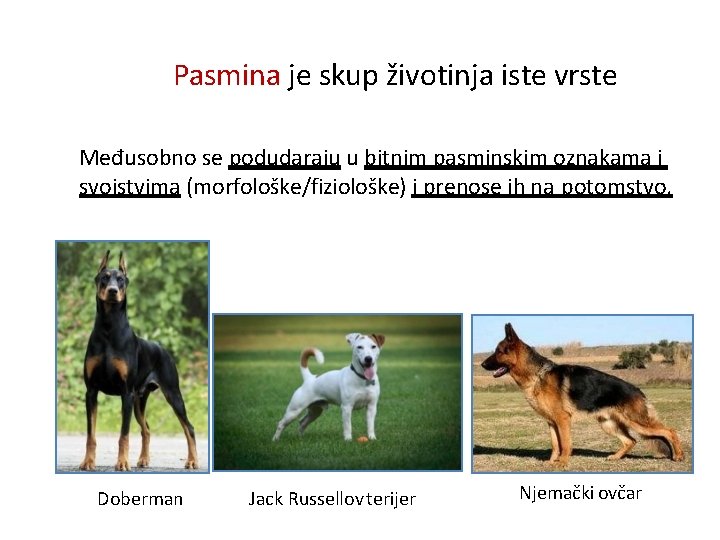 Pasmina je skup životinja iste vrste Međusobno se podudaraju u bitnim pasminskim oznakama i