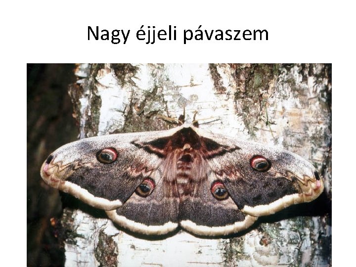 Nagy éjjeli pávaszem 