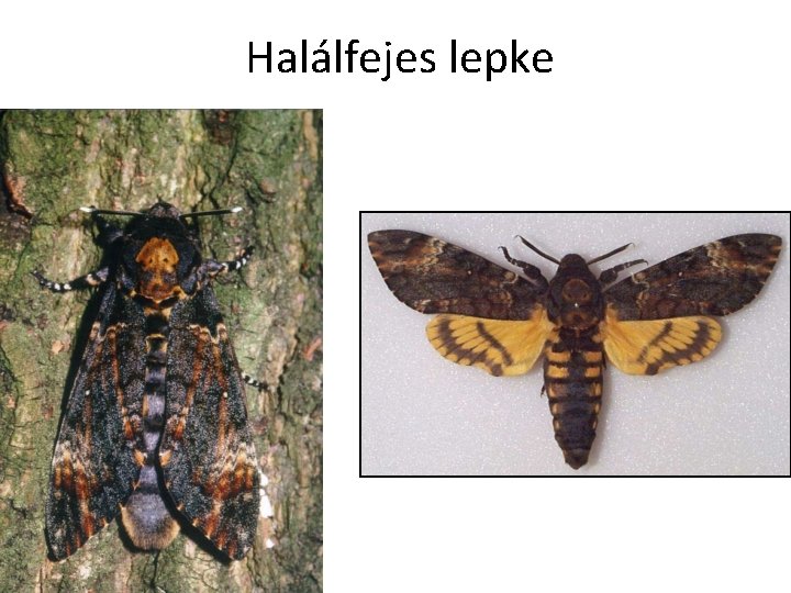 Halálfejes lepke 