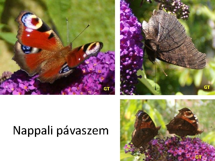 GT GT Nappali pávaszem GT 