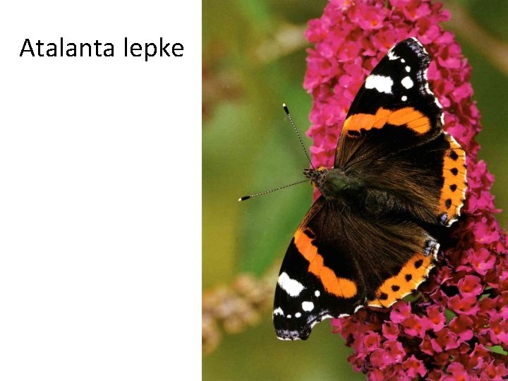 Atalanta lepke 