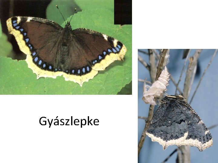 Gyászlepke 