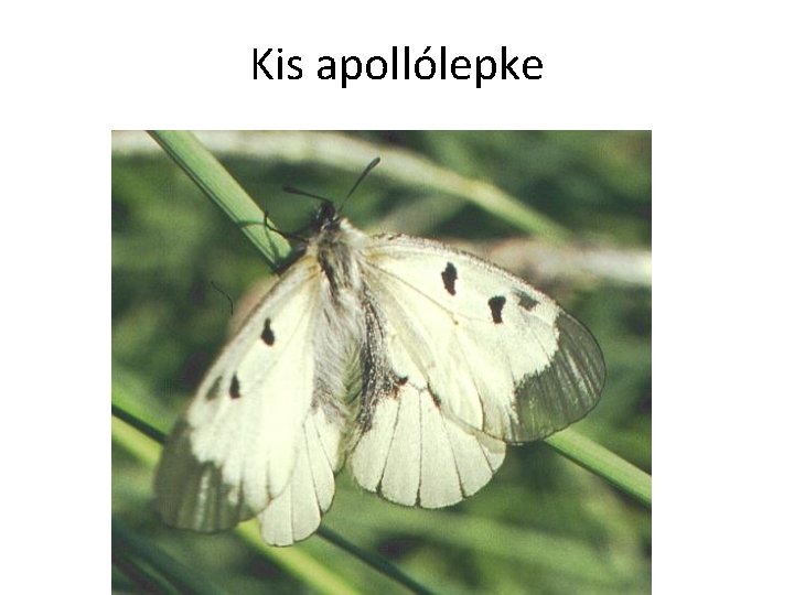 Kis apollólepke 