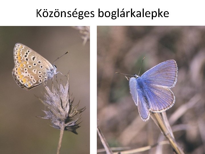 Közönséges boglárkalepke 