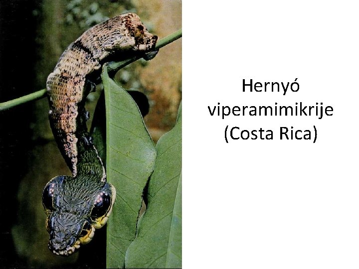 Hernyó viperamimikrije (Costa Rica) 