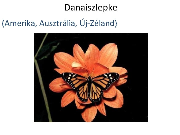 Danaiszlepke (Amerika, Ausztrália, Új-Zéland) 