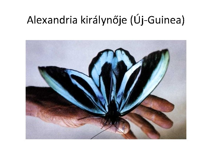 Alexandria királynője (Új-Guinea) 