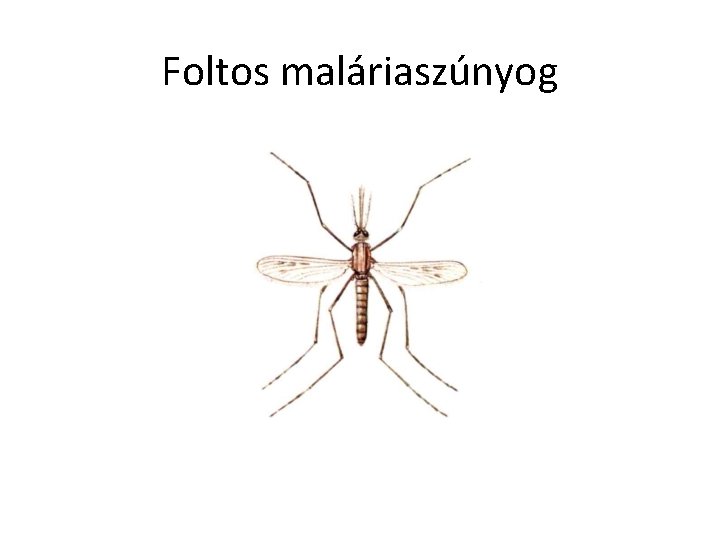 Foltos maláriaszúnyog 