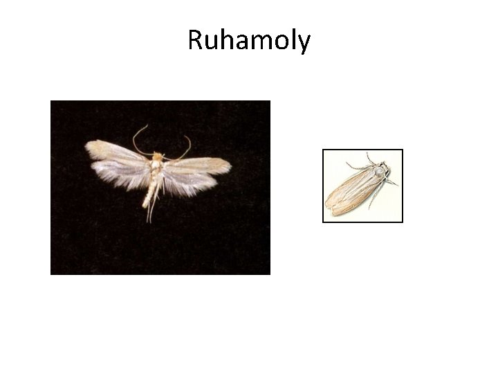 Ruhamoly 