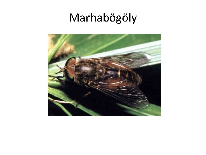 Marhabögöly 