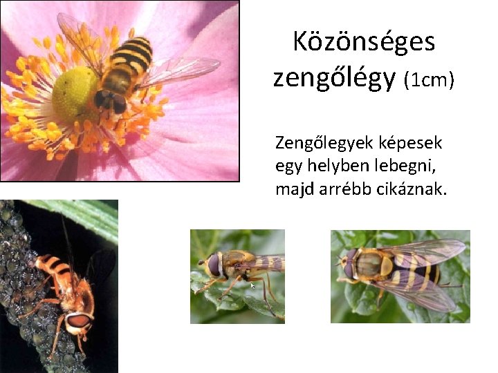 Közönséges zengőlégy (1 cm) Zengőlegyek képesek egy helyben lebegni, majd arrébb cikáznak. 